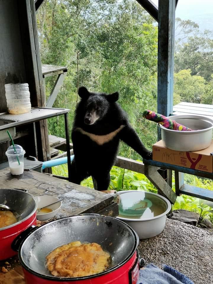 rántotta ázsiai medve Khao Yai Nemzeti Park Pha Trom Jai omlett