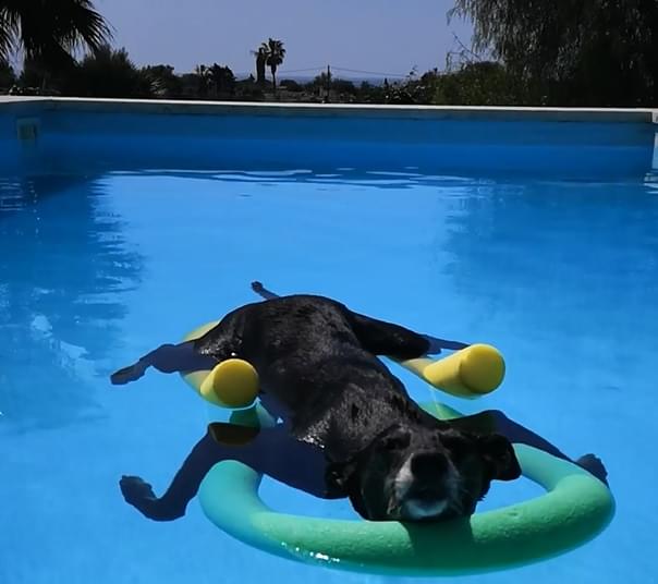 kutya úszás medence