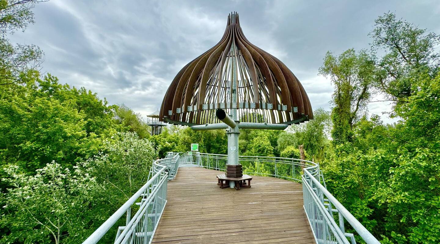 Makó látnivalók lombkoronasétány