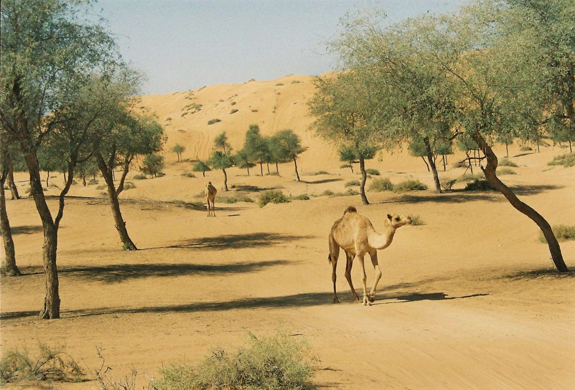 Ghaf-fa Emirátusok törvény védi ghaf fa