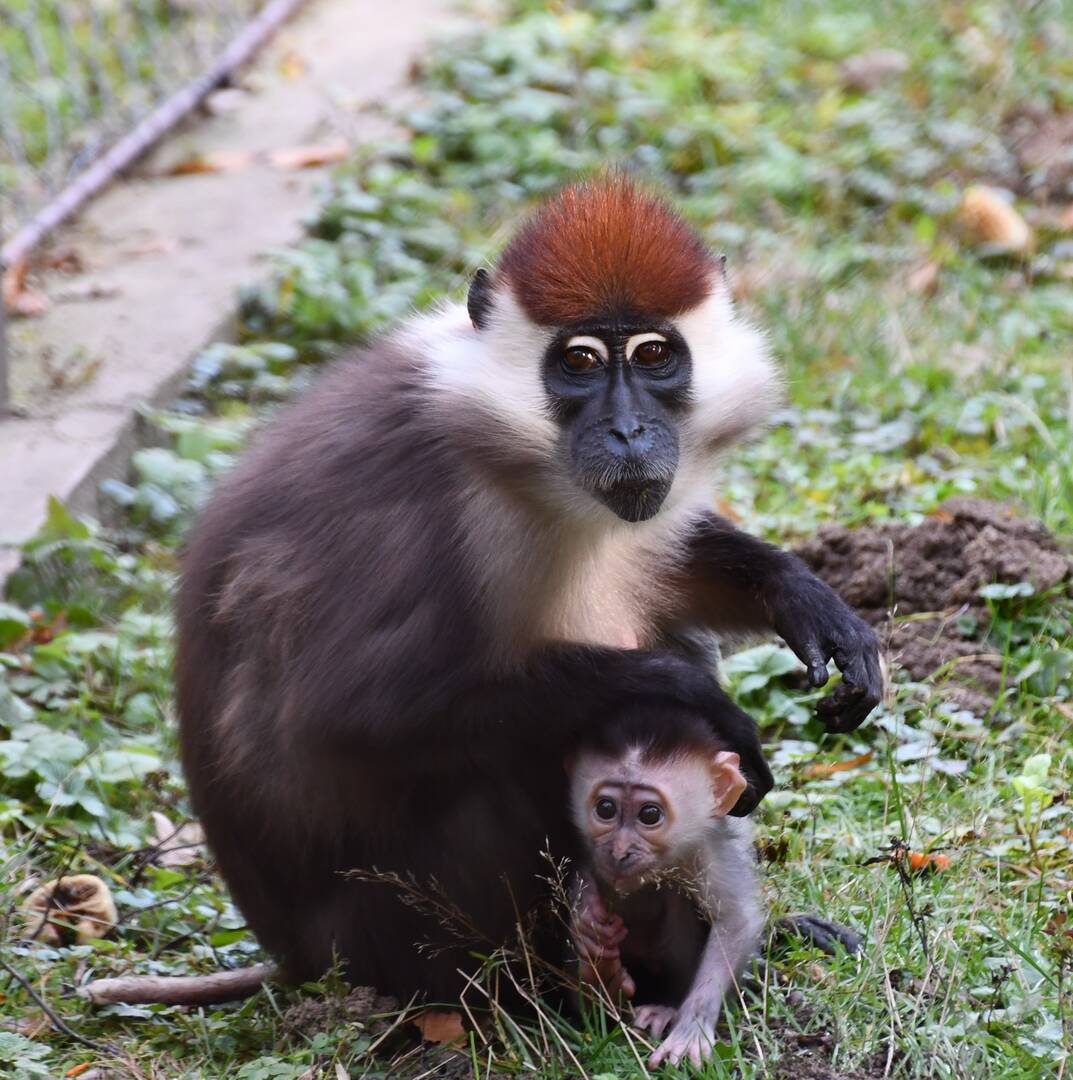 örvös mangabé miskolci állatkert
