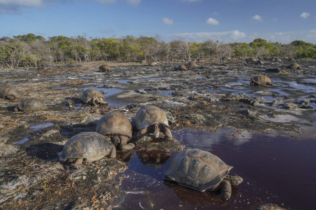 Seychelles óriásteknős