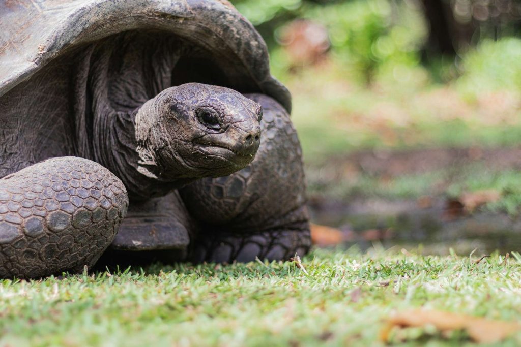 Seychelles óriás teknős